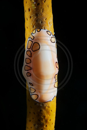 Flamingo Tongue laying eggs