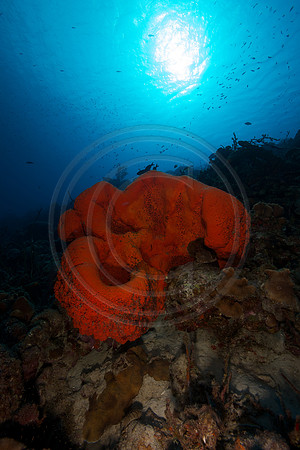 Reef Scene