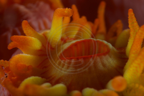 5x life size Yellow Tubestra coral polyp.