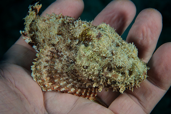 Bonaire Getaway, Bonaire Getaway