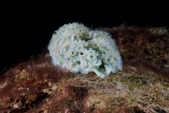 Lettuce Nudibranch