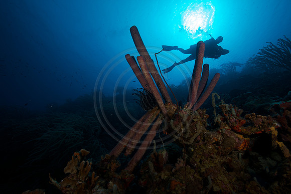 Melissa reef scene