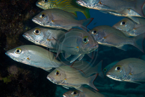 Mohagany Snapper