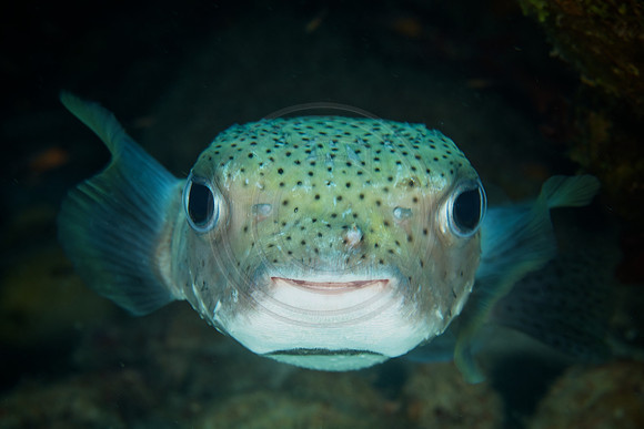 Bonaire Getaway, Bonaire Getaway