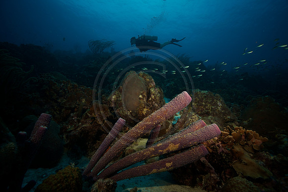 Melissa and Trumpet sponges