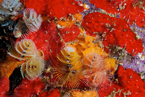 Christmas Tree worms
