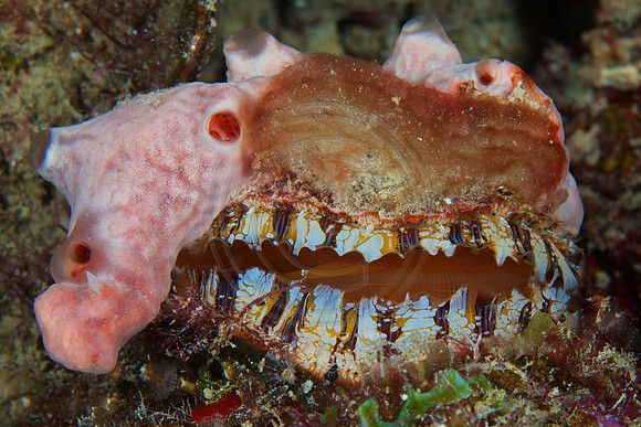 Bonaire Getaway, Bonaire Getaway
