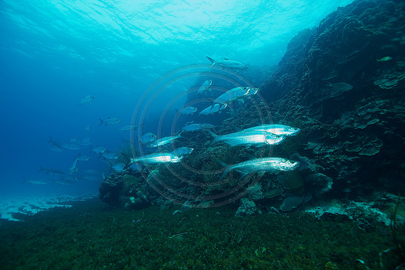 Bonaire Getaway, Bonaire Getaway