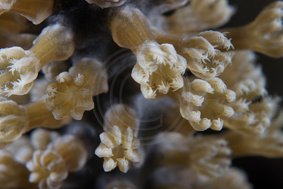 Polyps