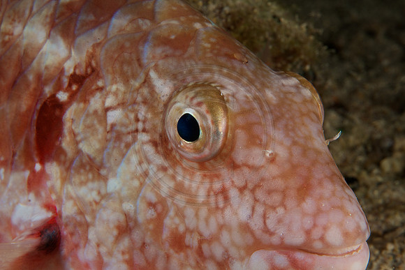 Bonaire Getaway, Bonaire Getaway