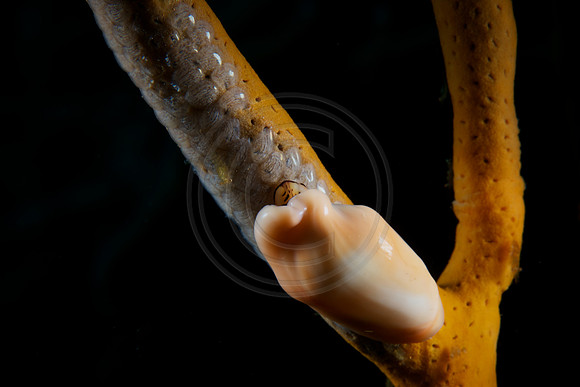 Flamingo Tongue laying eggs