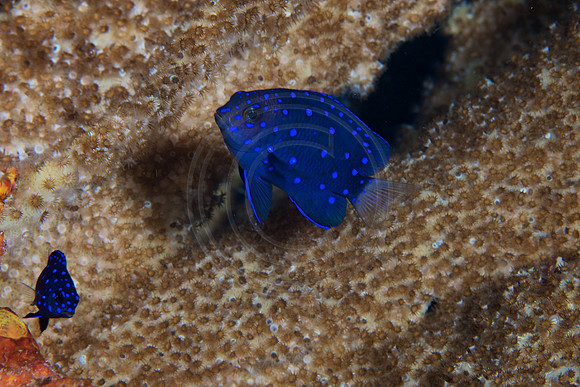 Yellowtail Damselfish