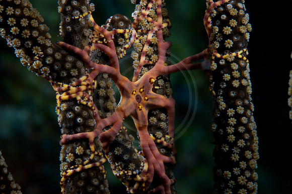 Basket Starfish