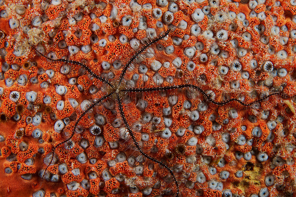 Bonaire Getaway, Bonaire Getaway