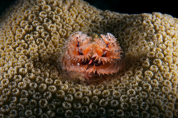 Christmas Tree worm