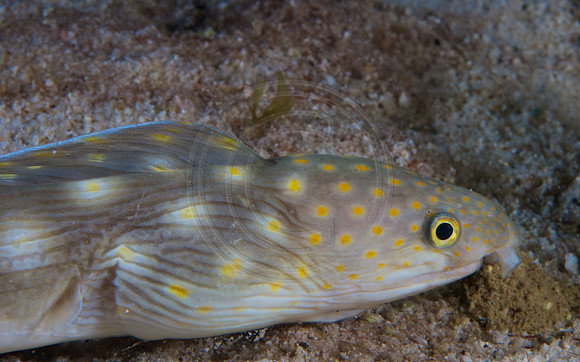 Snake Eel