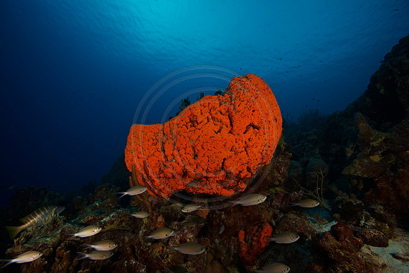 Bonaire Getaway, Bonaire Getaway