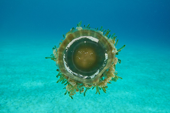 Upside Down Jelly