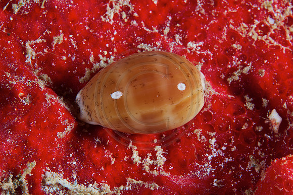 Beautiful Cowrie