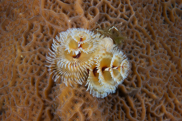 christmas tree worms