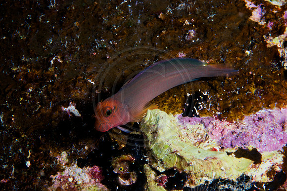 Redlip Blenny