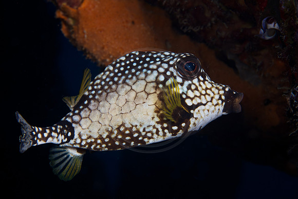 Smooth Trunkfish