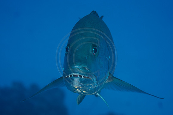 Bonaire Getaway, Bonaire Getaway