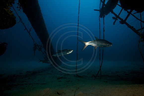 Tarpon on the Hilma Hooker Wreck