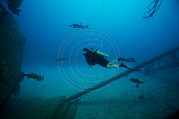 Melissa and Tarpon on the Hilma Hooker Wreck