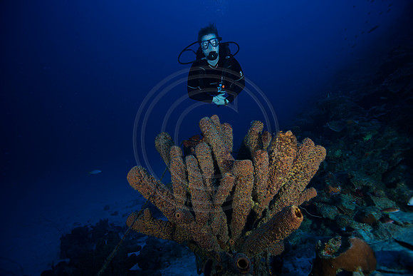 Melissa poses near some beautiful sponges
