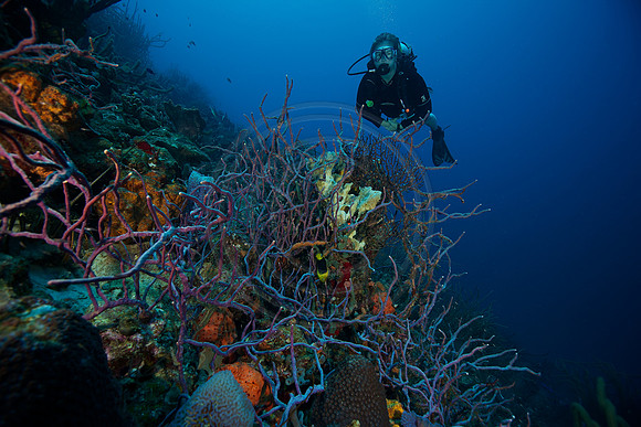 Melissa reef scene
