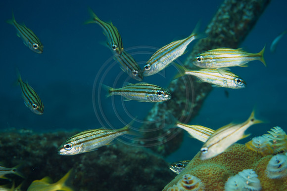 Bonaire Getaway, Bonaire Getaway