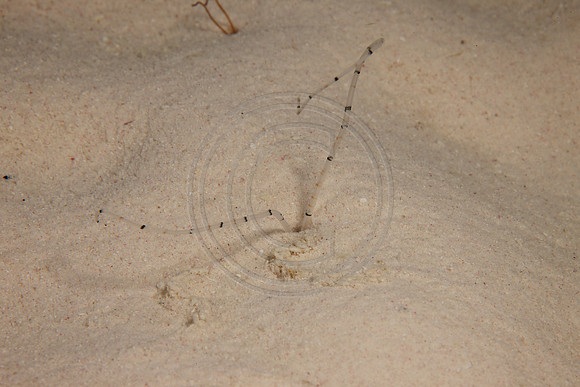 Sand worm?