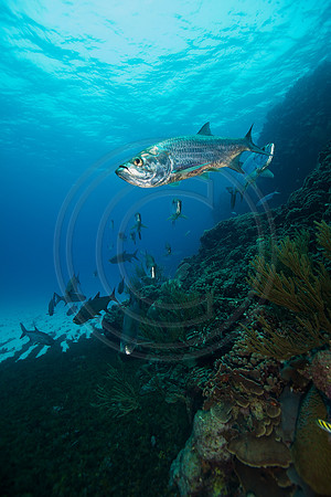 Bonaire Getaway, Bonaire Getaway