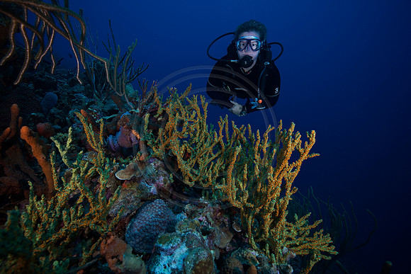 Melissa reef scene