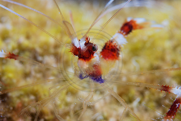 Banded Cleaner Shrimp