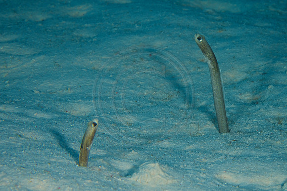 Brown Garden Eels