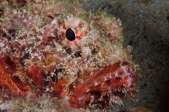 Bonaire Getaway, Bonaire Getaway