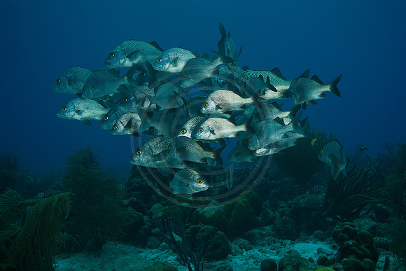 Bonaire Getaway, Bonaire Getaway