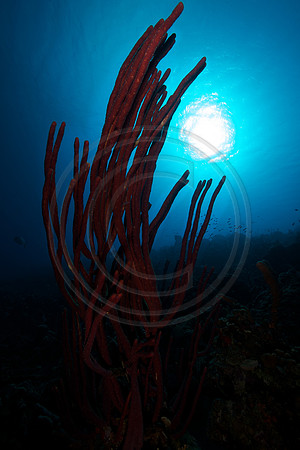 Reef Scene