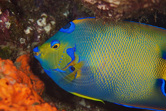 Queen Angelfish