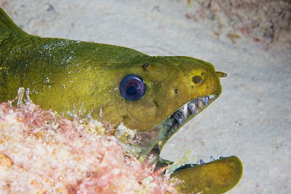 Green Moray Eel