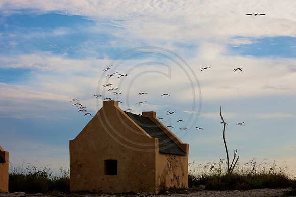 Flamingos fly over Red Slave Huts and head for Venezuela