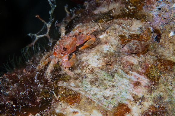 Bonaire Getaway, Bonaire Getaway