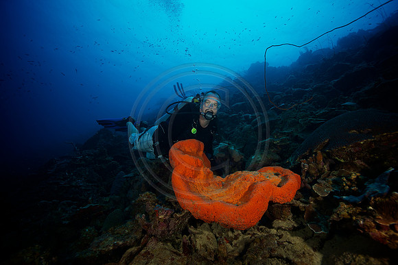 Terry Reef Scene