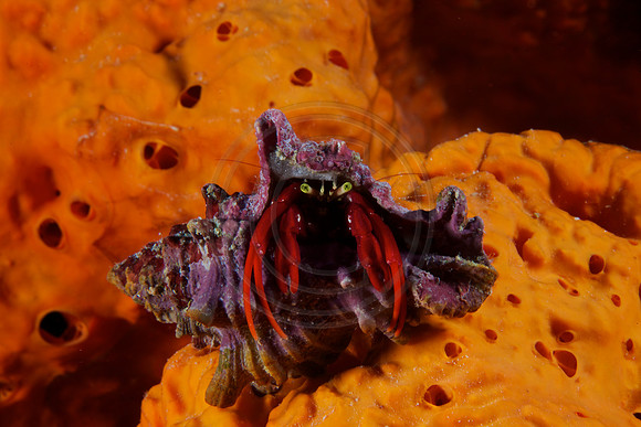 Hermit Crab