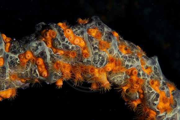 Unknown Sponges