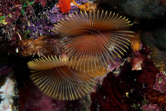 Tube worms