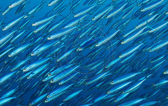 Bonaire Getaway, Bonaire Getaway