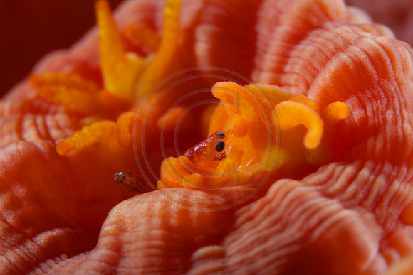 5x life size Yellow Tubestra coral polyp.